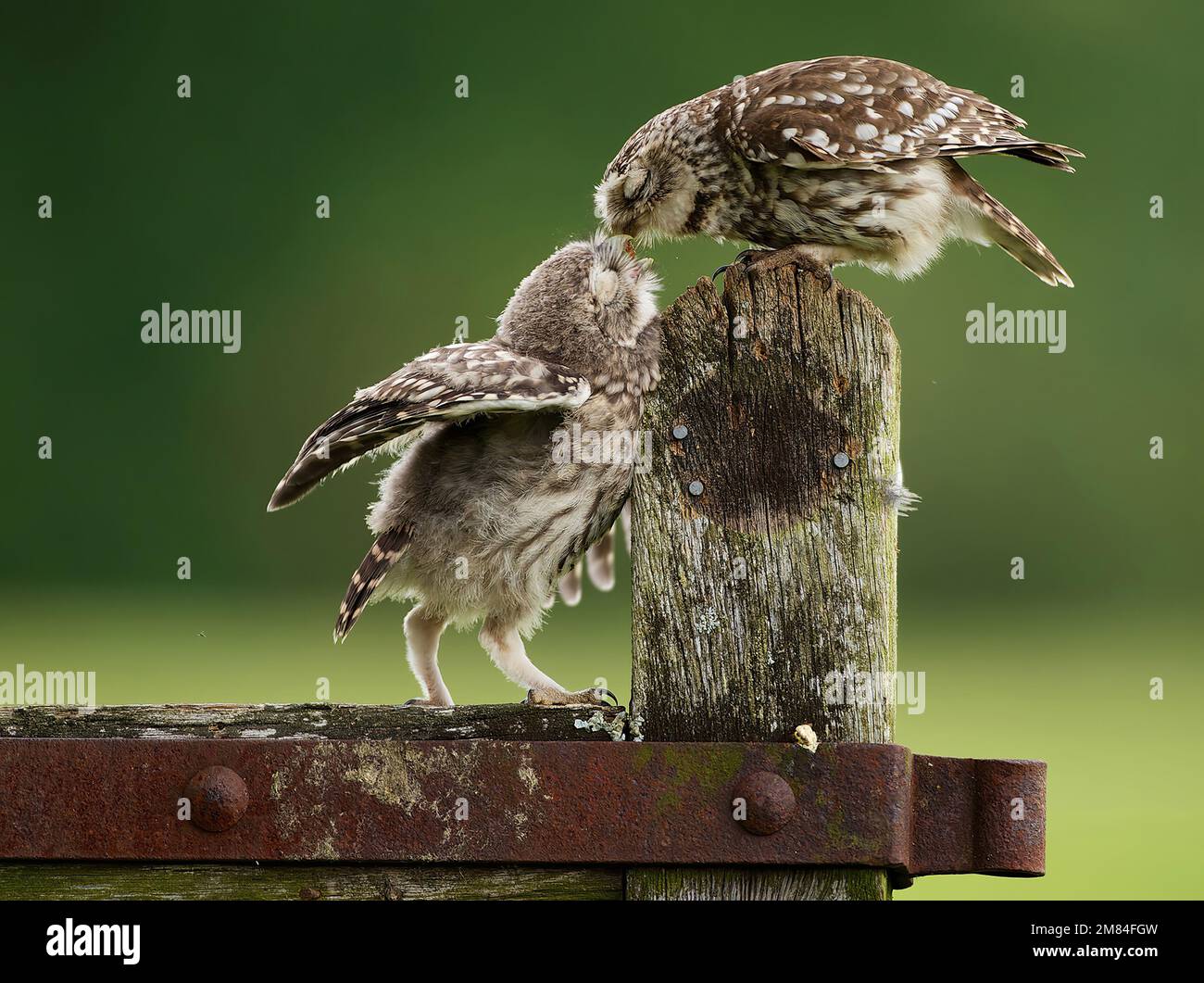 two baby bird love Stock Photo - Alamy