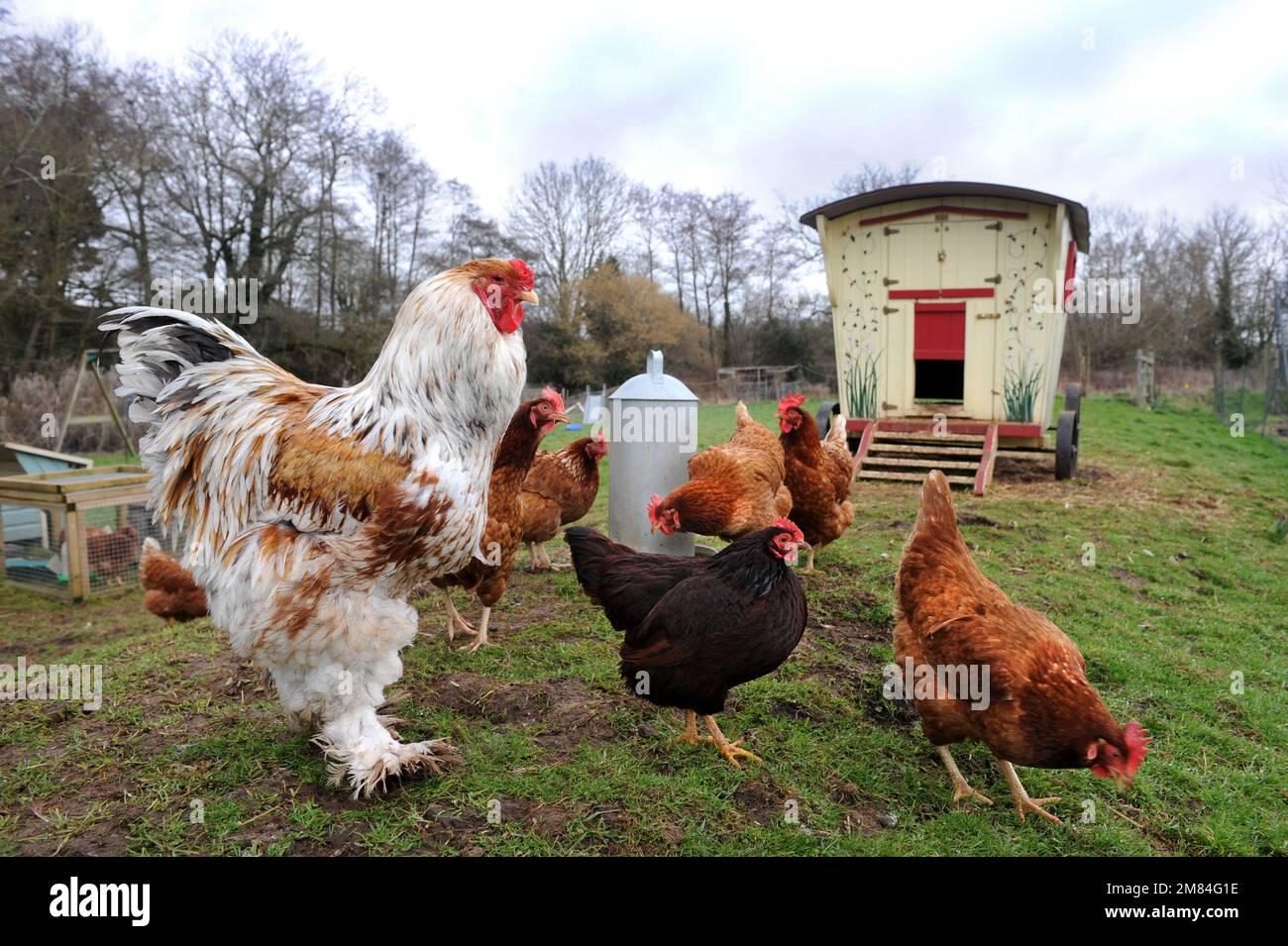 Free range chickens including the larger Brahma breed with a gypsy caravan style hen house. Stock Photo