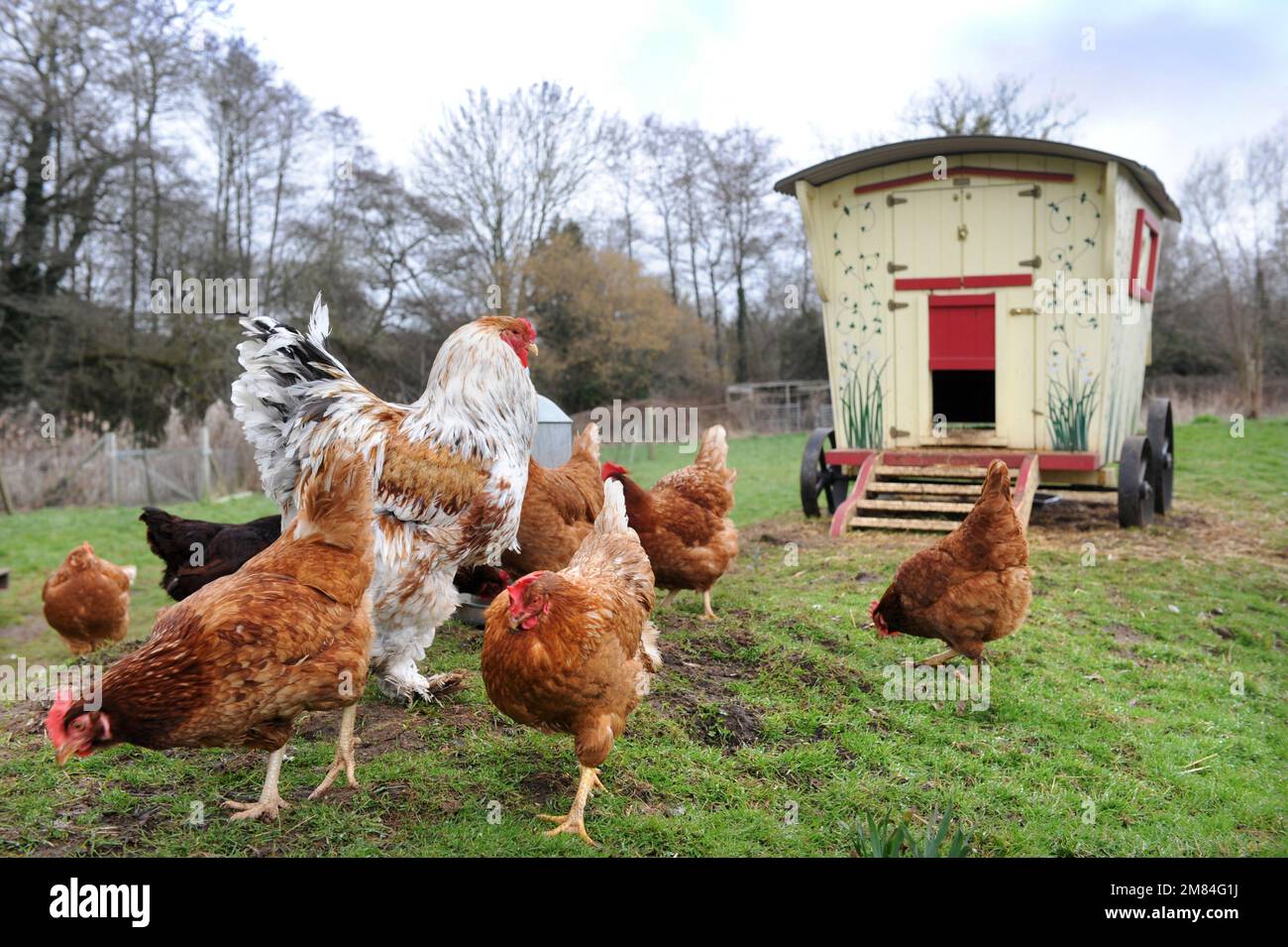 Free range chickens including the larger Brahma breed with a gypsy caravan style hen house. Stock Photo