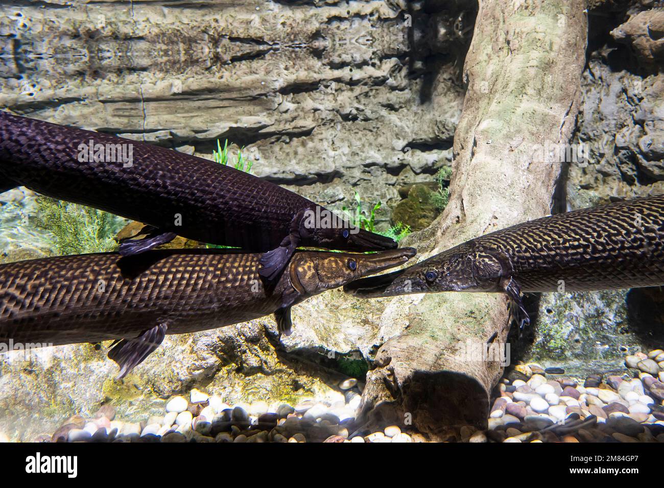 three large pike in clear water. underwater photo Stock Photo