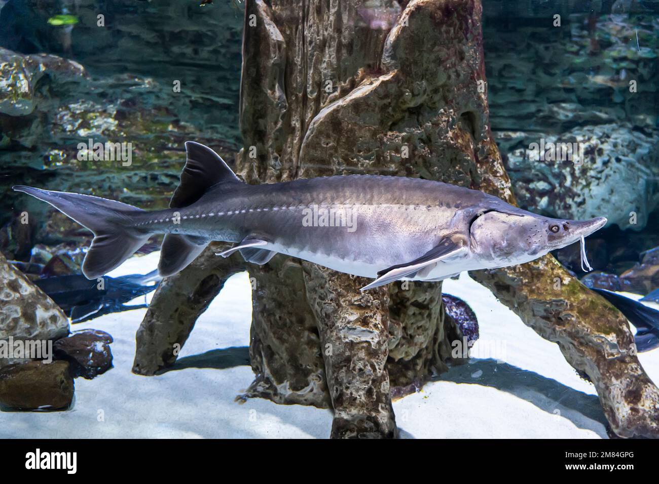 Klitorisni yaladi va kaming qiladi