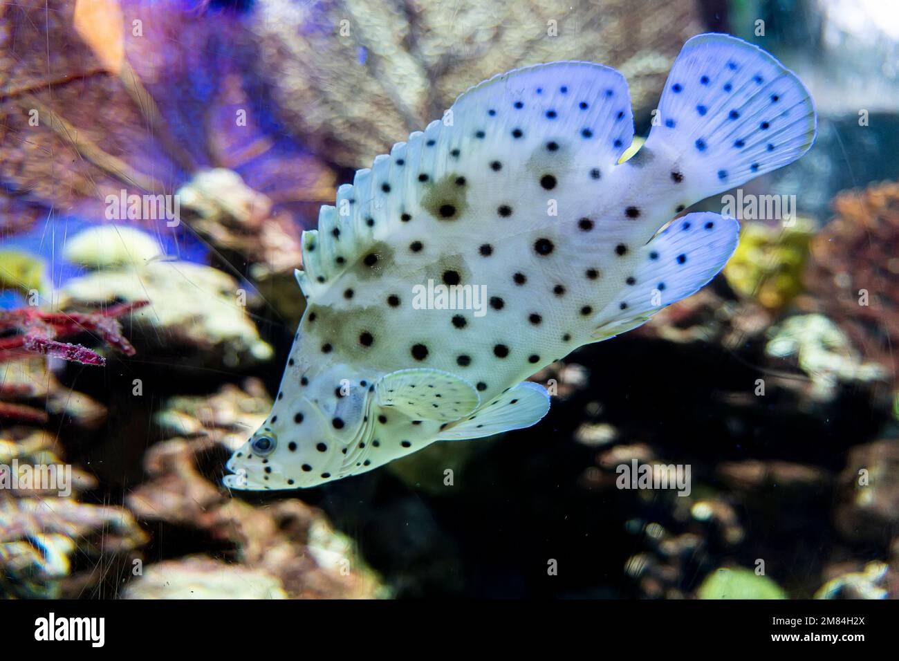 aquarium fish underwater closeup on the background of corals Stock