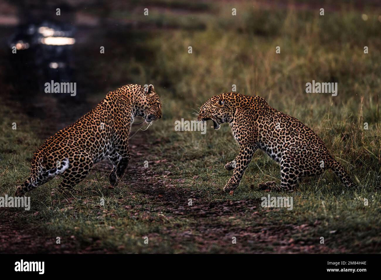 Sizing each other up. Kenya: IF YOU thought you had a problem with boomerang children unwilling to fly the nest spare a thought for this mother leopar Stock Photo