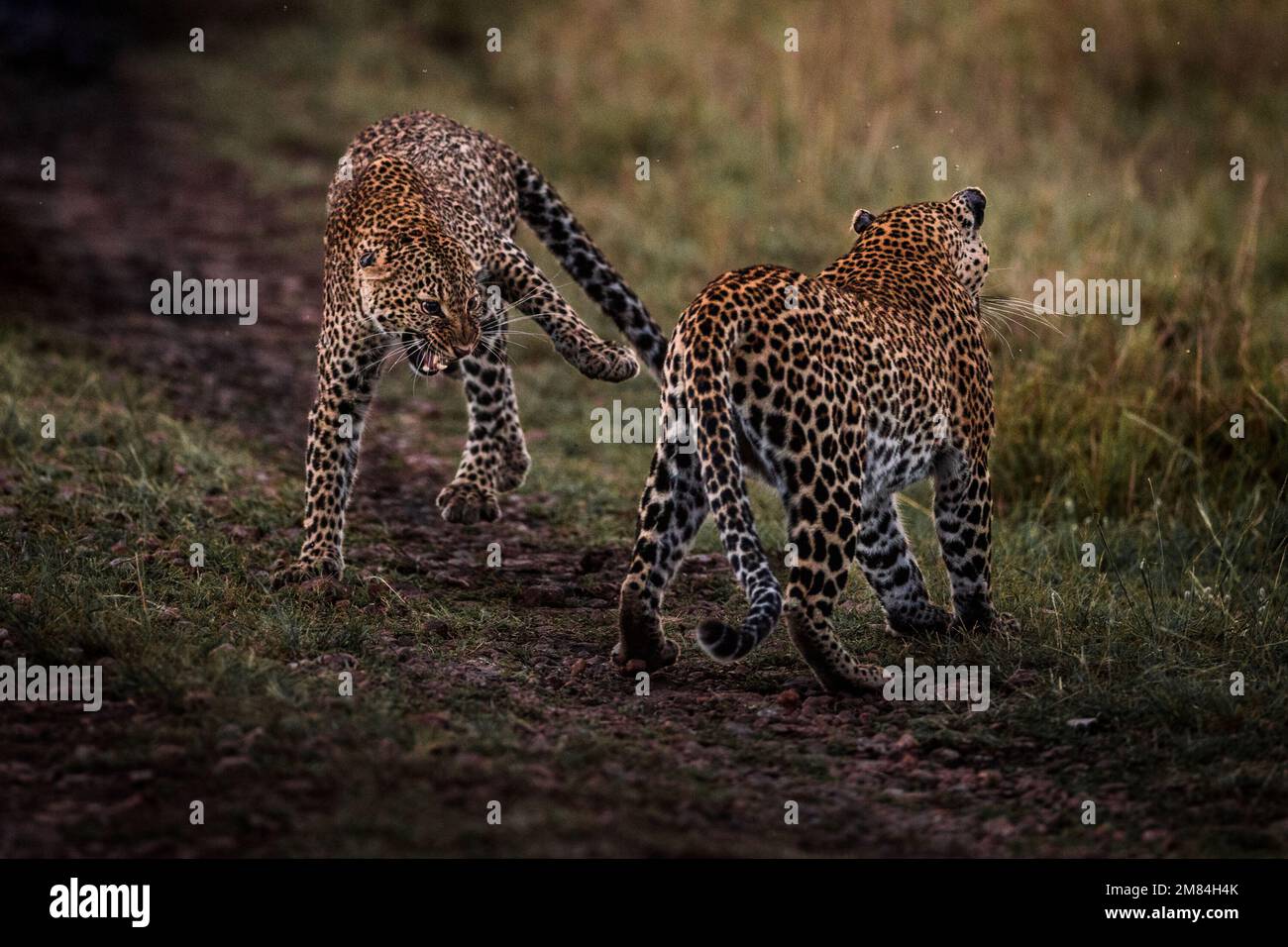 Hissy fit. Kenya: IF YOU thought you had a problem with boomerang children unwilling to fly the nest spare a thought for this mother leopard who had t Stock Photo