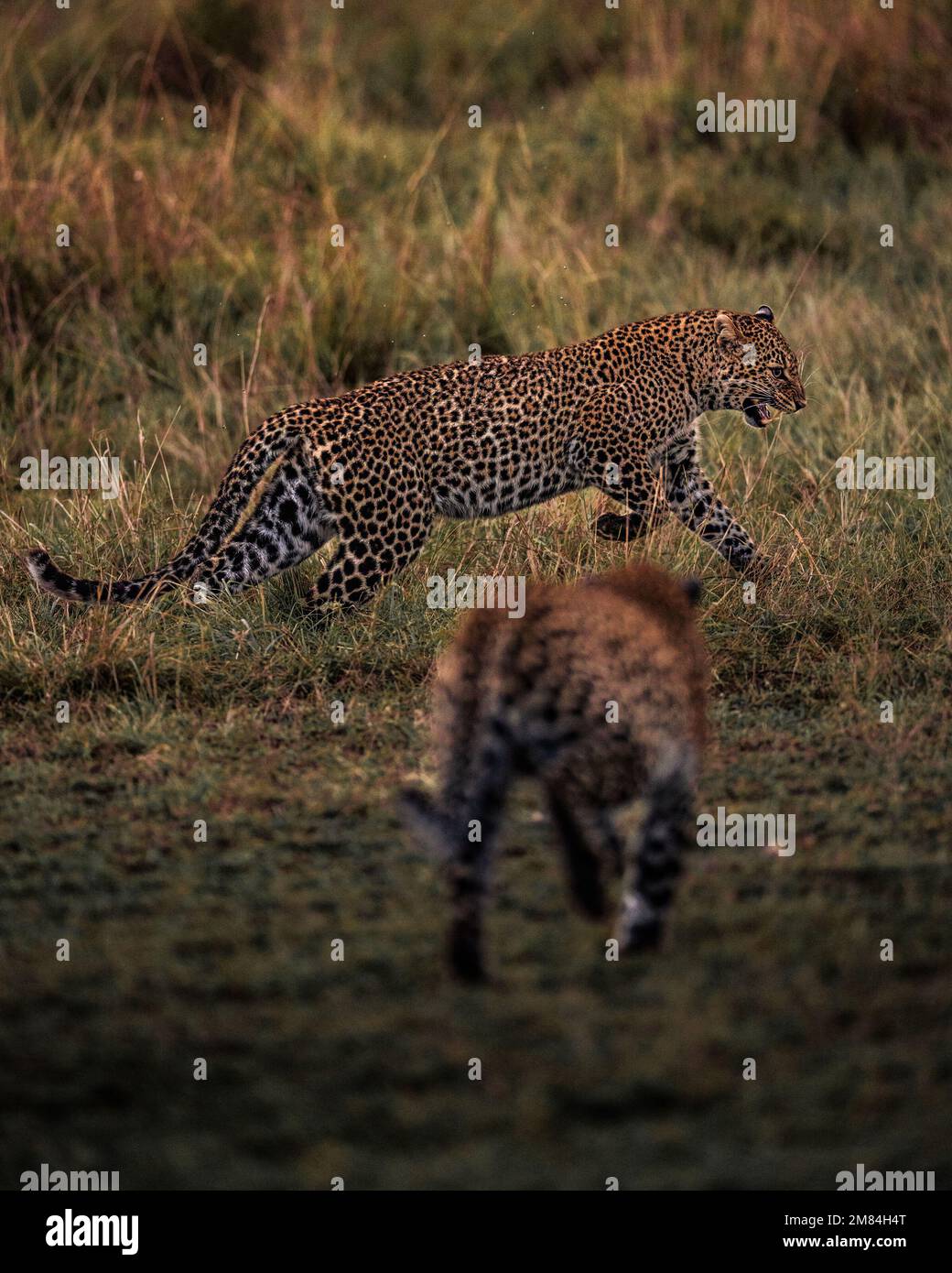 Running away defeated. Kenya: IF YOU thought you had a problem with boomerang children unwilling to fly the nest spare a thought for this mother leopa Stock Photo