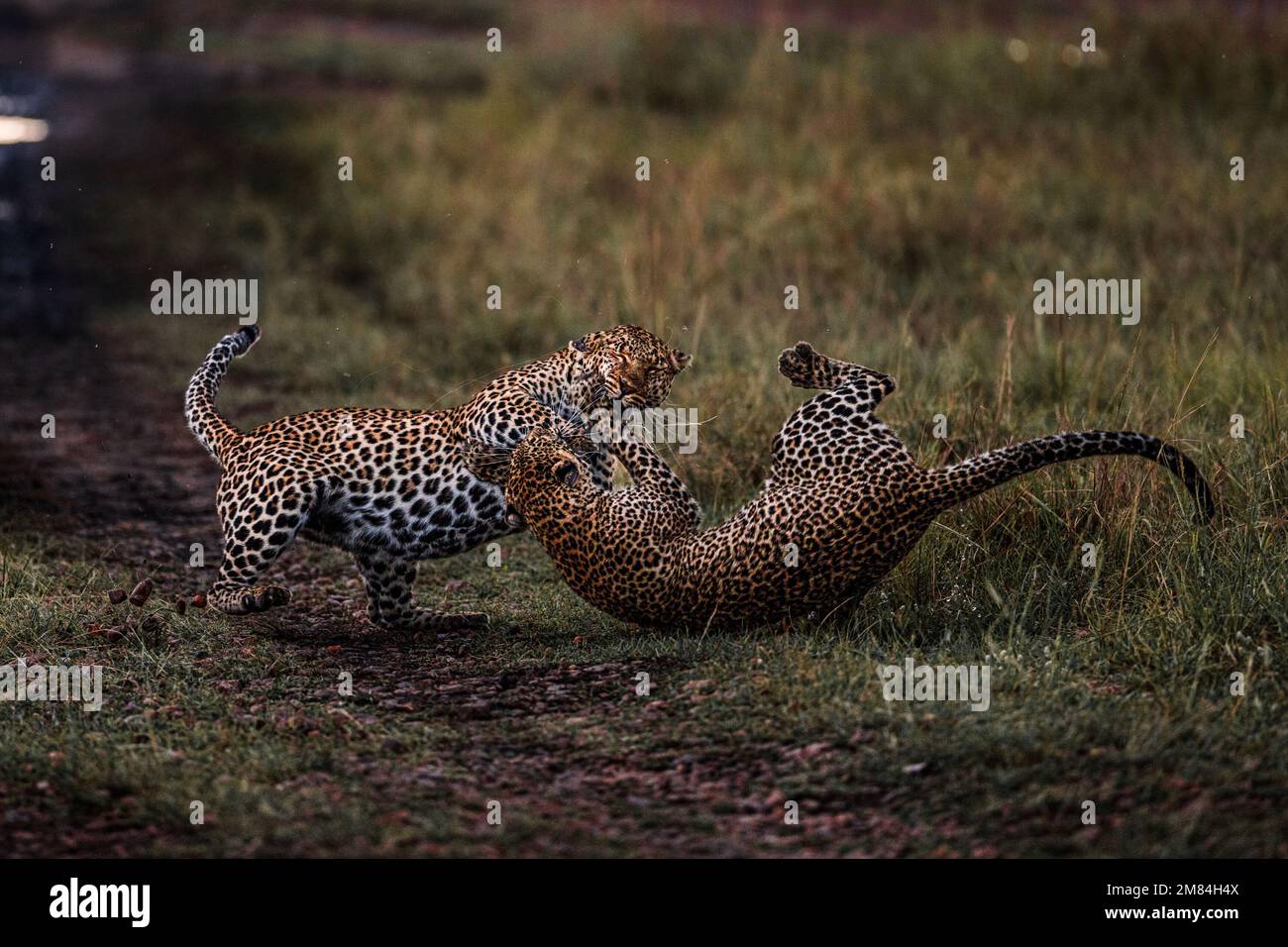 A full blown attack. Kenya: IF YOU thought you had a problem with boomerang children unwilling to fly the nest spare a thought for this mother leopard Stock Photo
