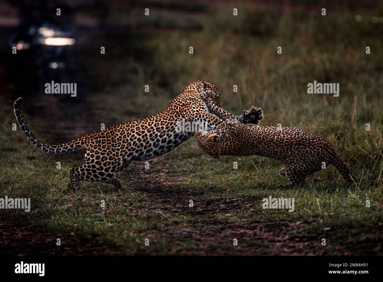 The two leopards launch. Kenya: IF YOU thought you had a problem with boomerang children unwilling to fly the nest spare a thought for this mother leo Stock Photo