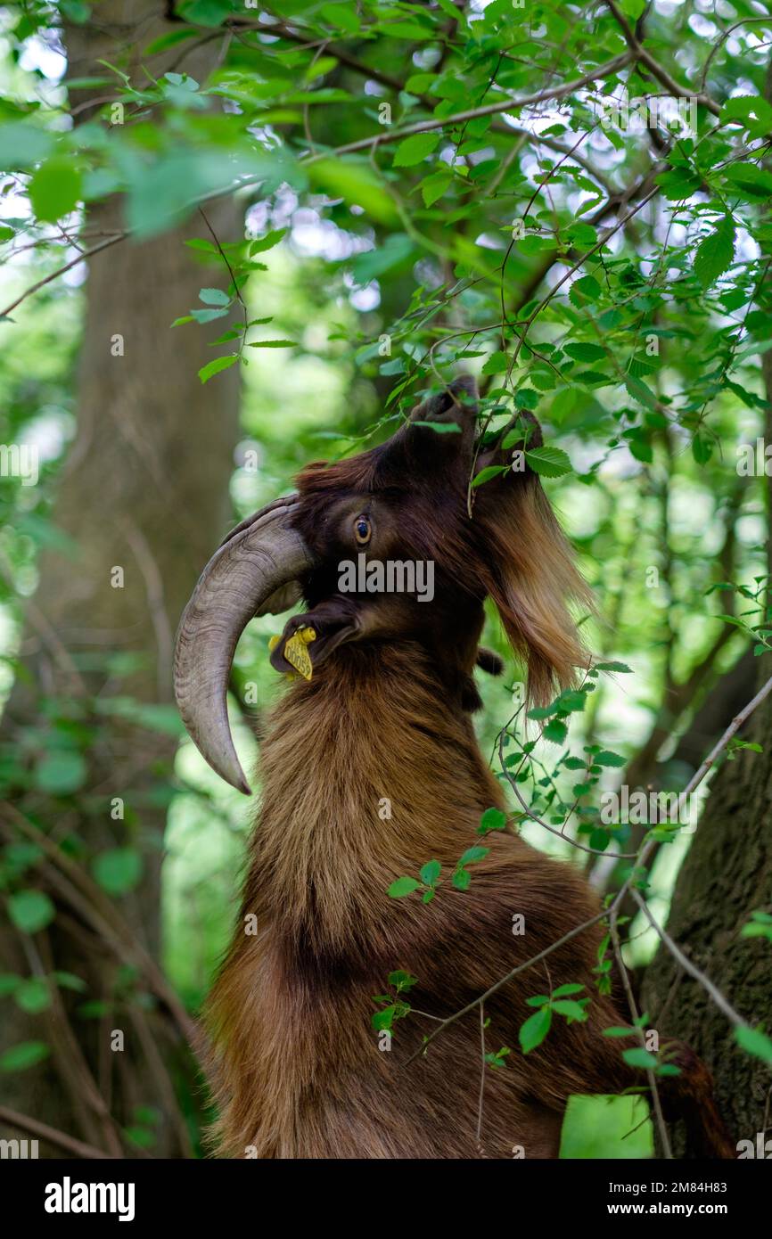 Goats eating in a tree Stock Photo Alamy
