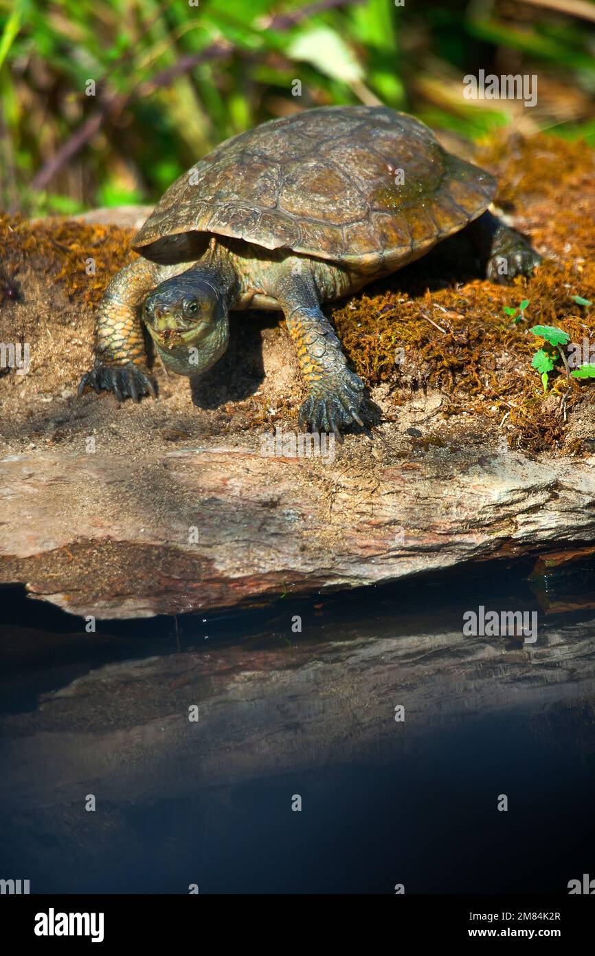 Mediterranean Pond Turtle, Mauremys caspica leprosa, Mauremys leprosa, Tajo River, Monfragüe National Park, SPA, ZEPA, Biosphere Reserve, Cáceres Prov Stock Photo