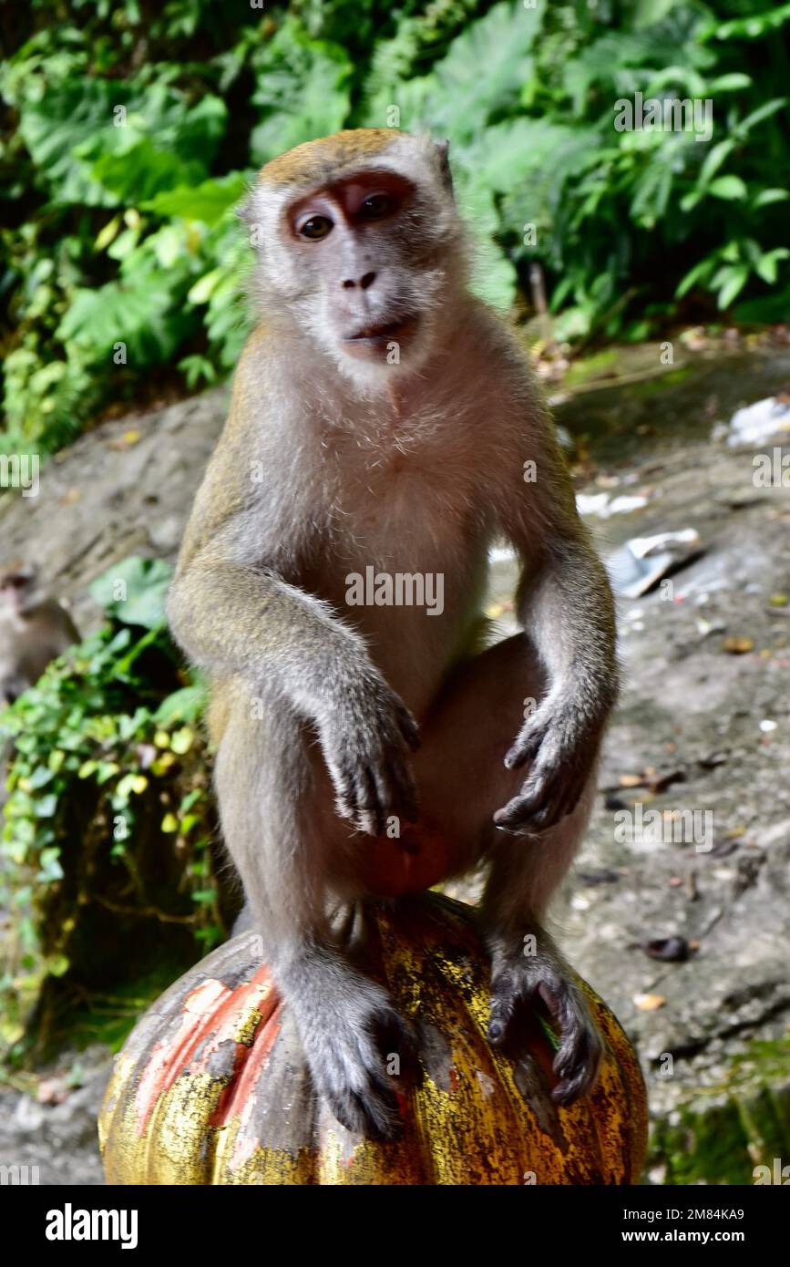 Monkey resting at Batu Caves Stock Photo