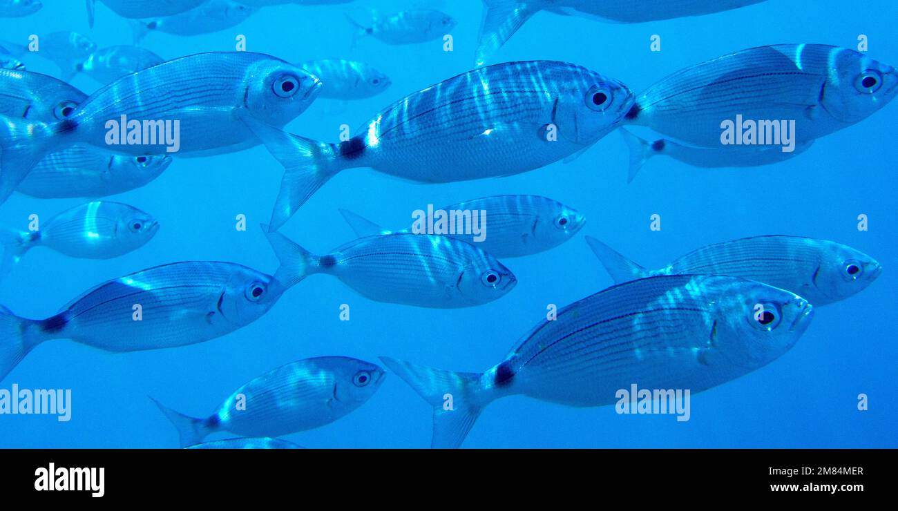 Saddled Seabream, Saddled Bream, Oblade, Oblada melanura, Cabo Cope