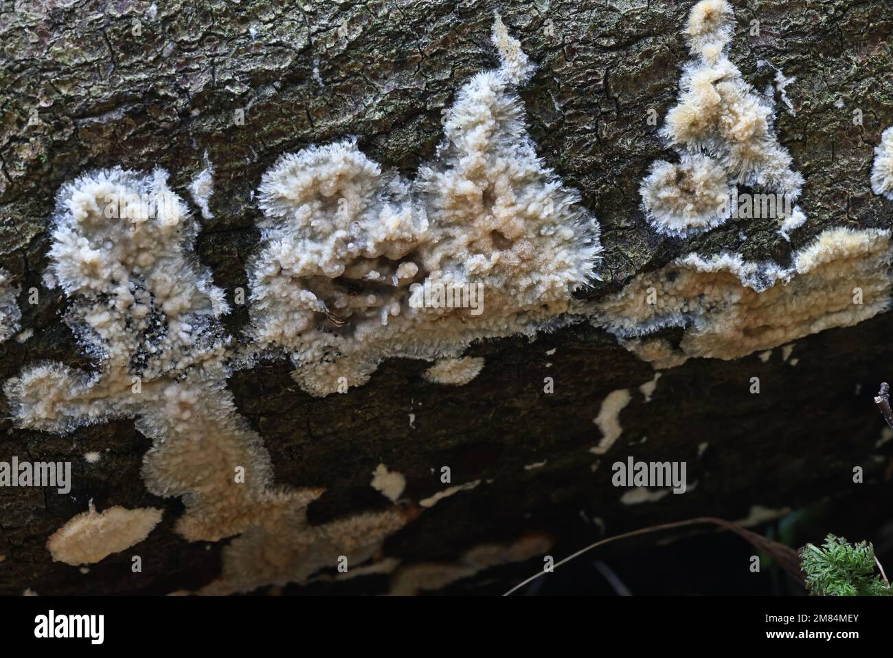 Oxyporus corticola, polypore fungus from Finland, no common English name Stock Photo