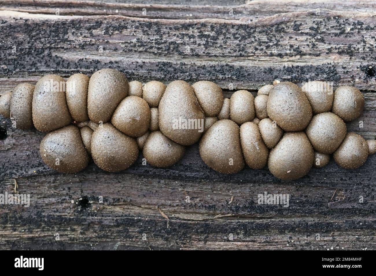 Lycogala epidendrum, commonly known as wolf's milk, groening's slime mold, aethalia or fruiting bodies on decaying wood Stock Photo