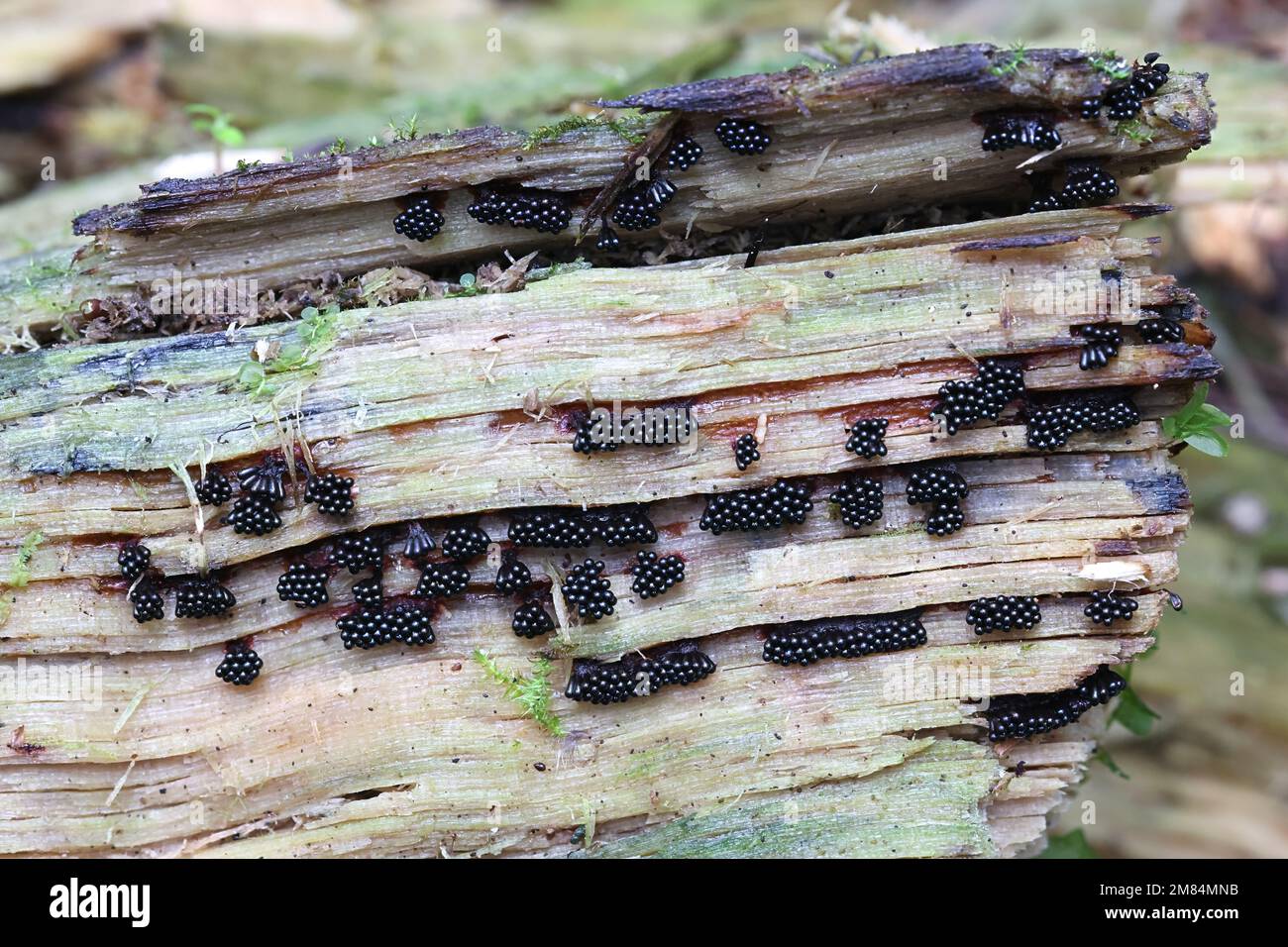 Wasp nest slime mold, Metatrichia vesparium Stock Photo