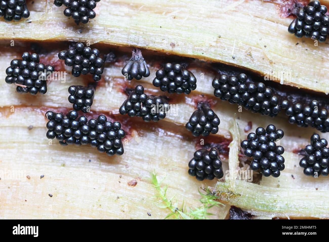Metatrichia vesparium, commonly known as wasp nest slime mold, microscope image Stock Photo