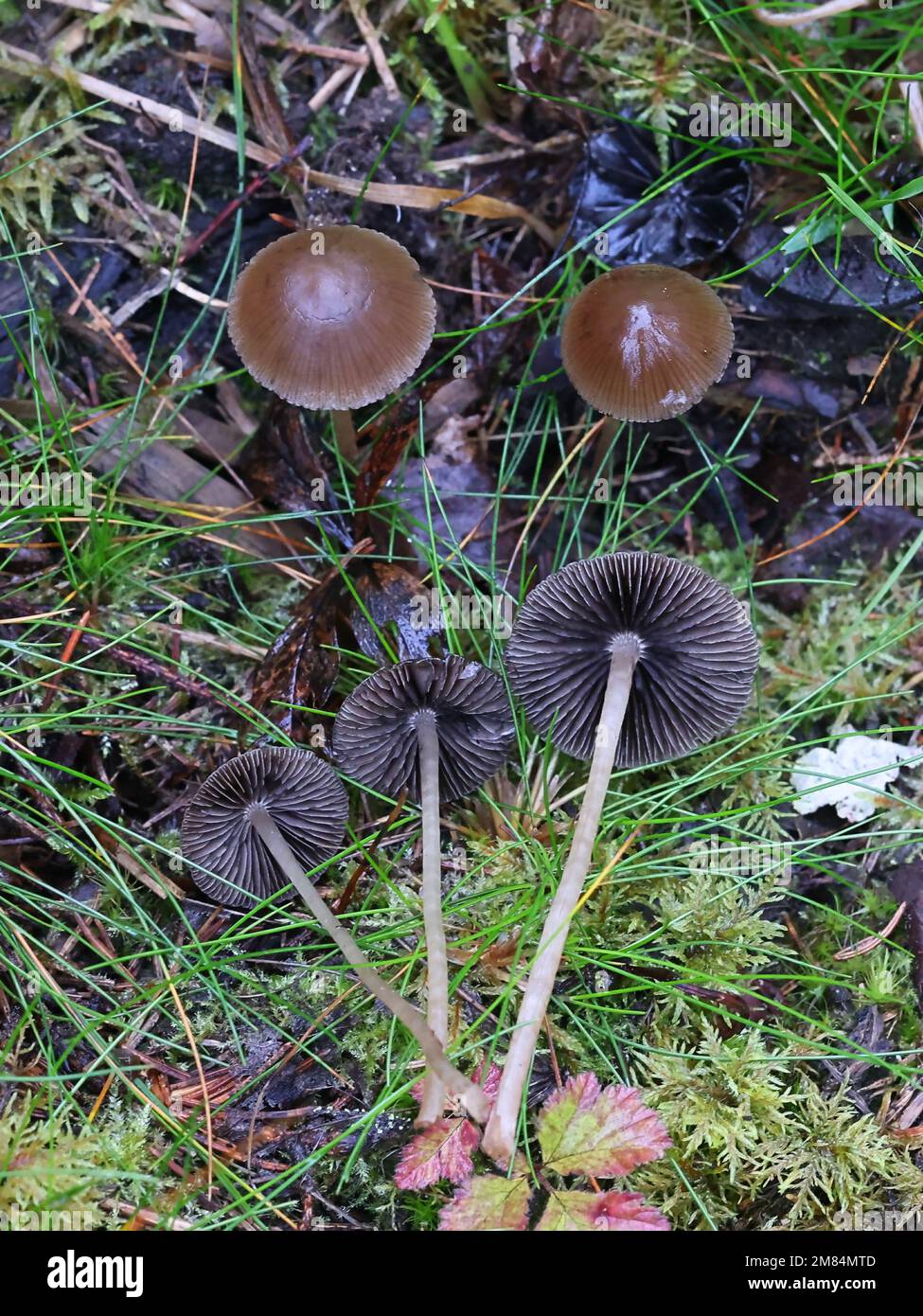 Psilocybe medullosa, psychoactive mushroom from Finland, no common English name Stock Photo