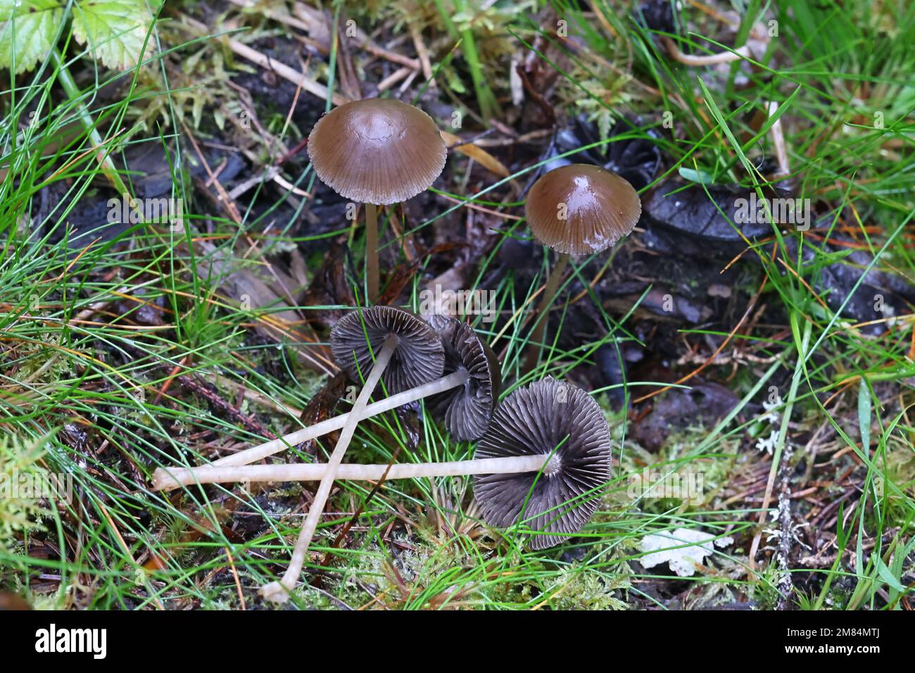 Psilocybe medullosa, psychoactive mushroom from Finland, no common English name Stock Photo