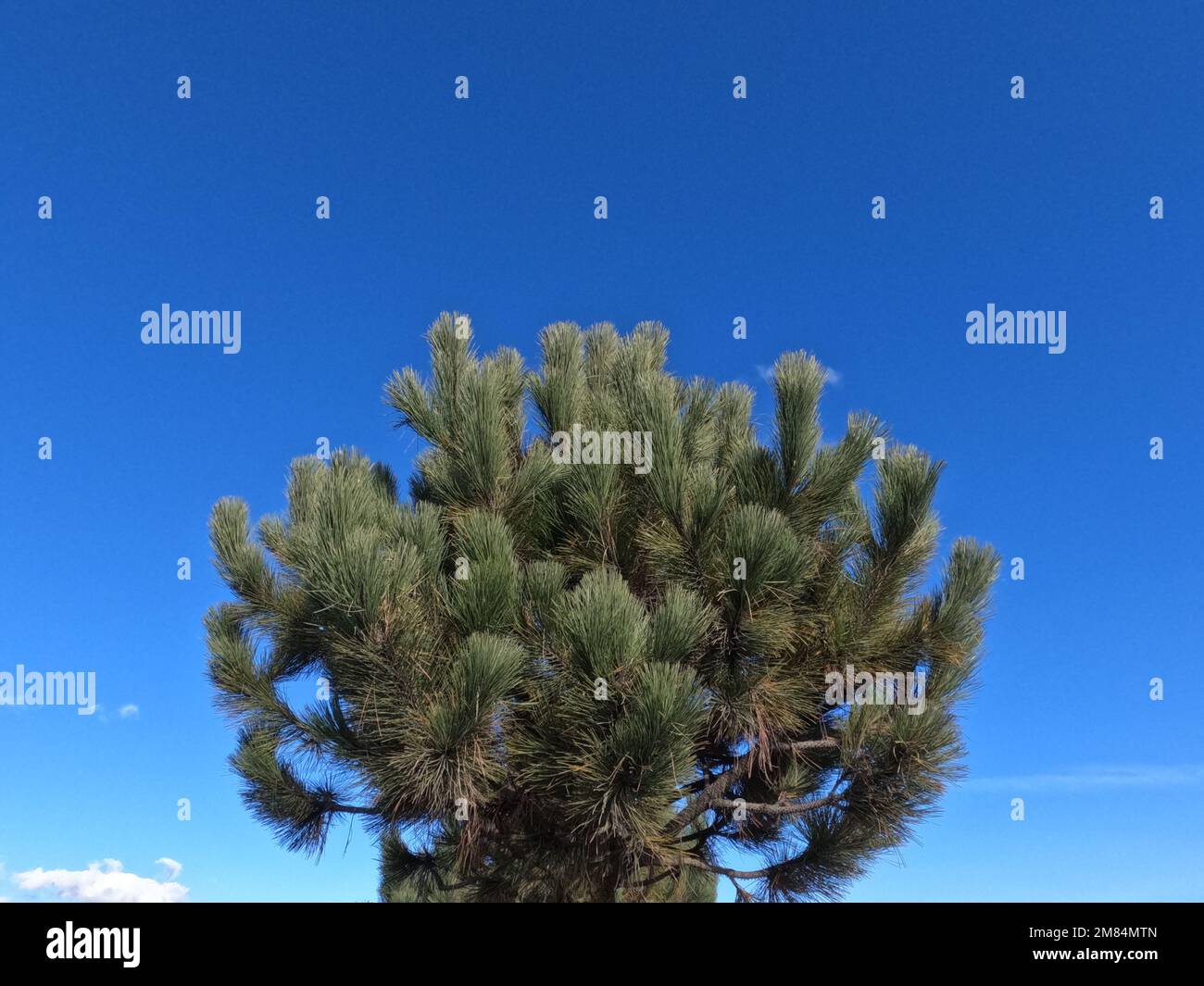 A closeup of a pine tree against the blue sky Stock Photo - Alamy