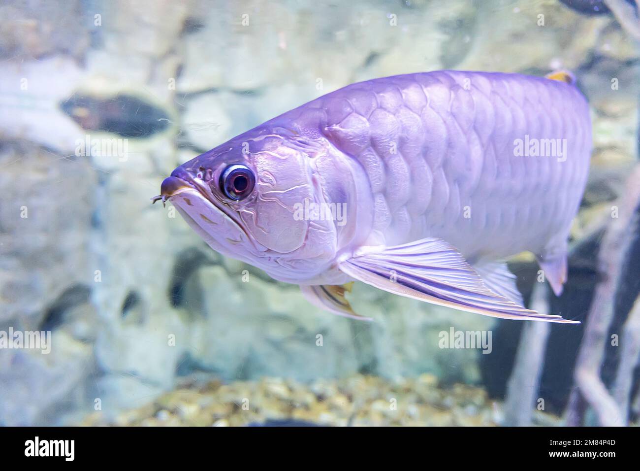 aquarium fish underwater closeup on the background of corals Stock