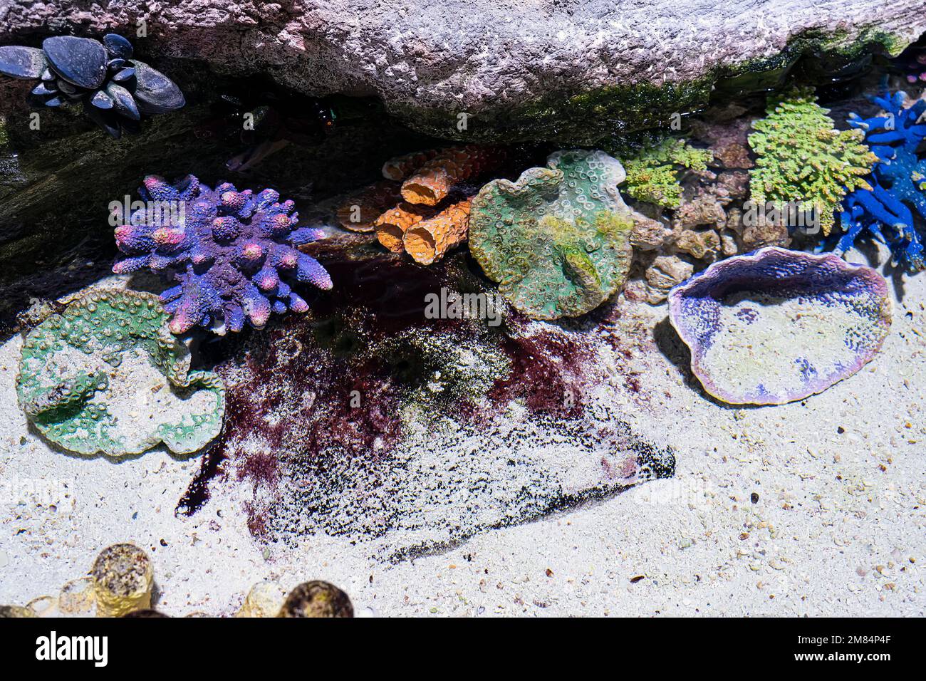 Bright coral reef scene of Thistle soft corals and Plate coral Stock Photo