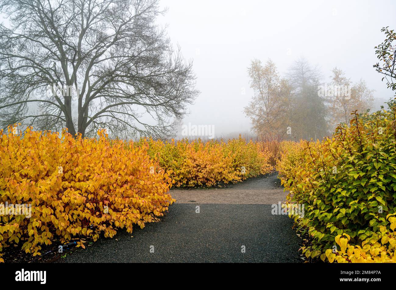 RHS, hyde hall, royal horticultural society, garden, gardens. Yellow and orange autumn colour. Stock Photo