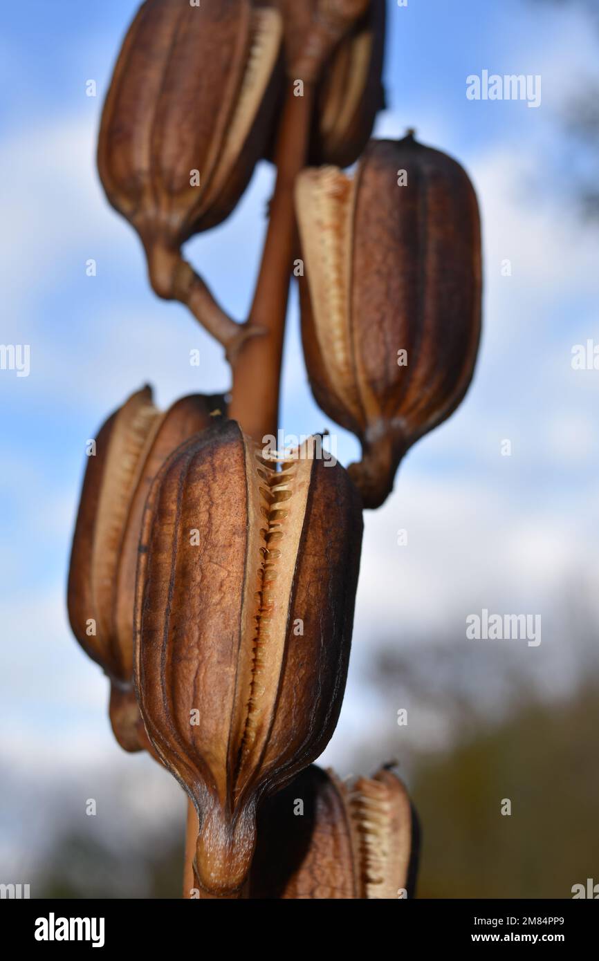 Giant Himalayan Lily Stock Photo