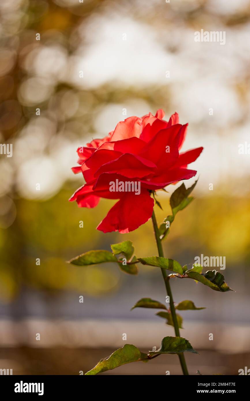 a beautiful rose in nature photographed with a blurred background Stock ...