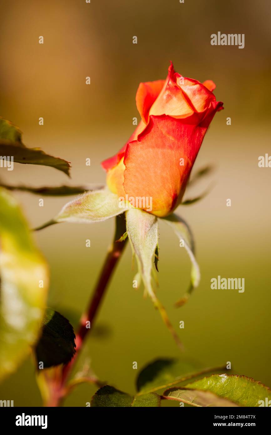 a beautiful rose in nature photographed with a blurred background Stock ...