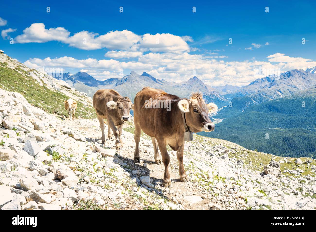 Some Cows On Mountain Trail In The Swiss Alps Stock Photo - Alamy