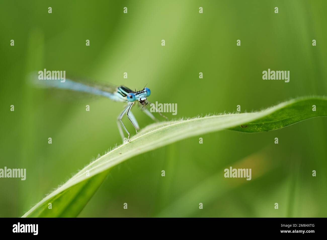 Blaue Federlibelle-Platycnemis pennipes Stock Photo