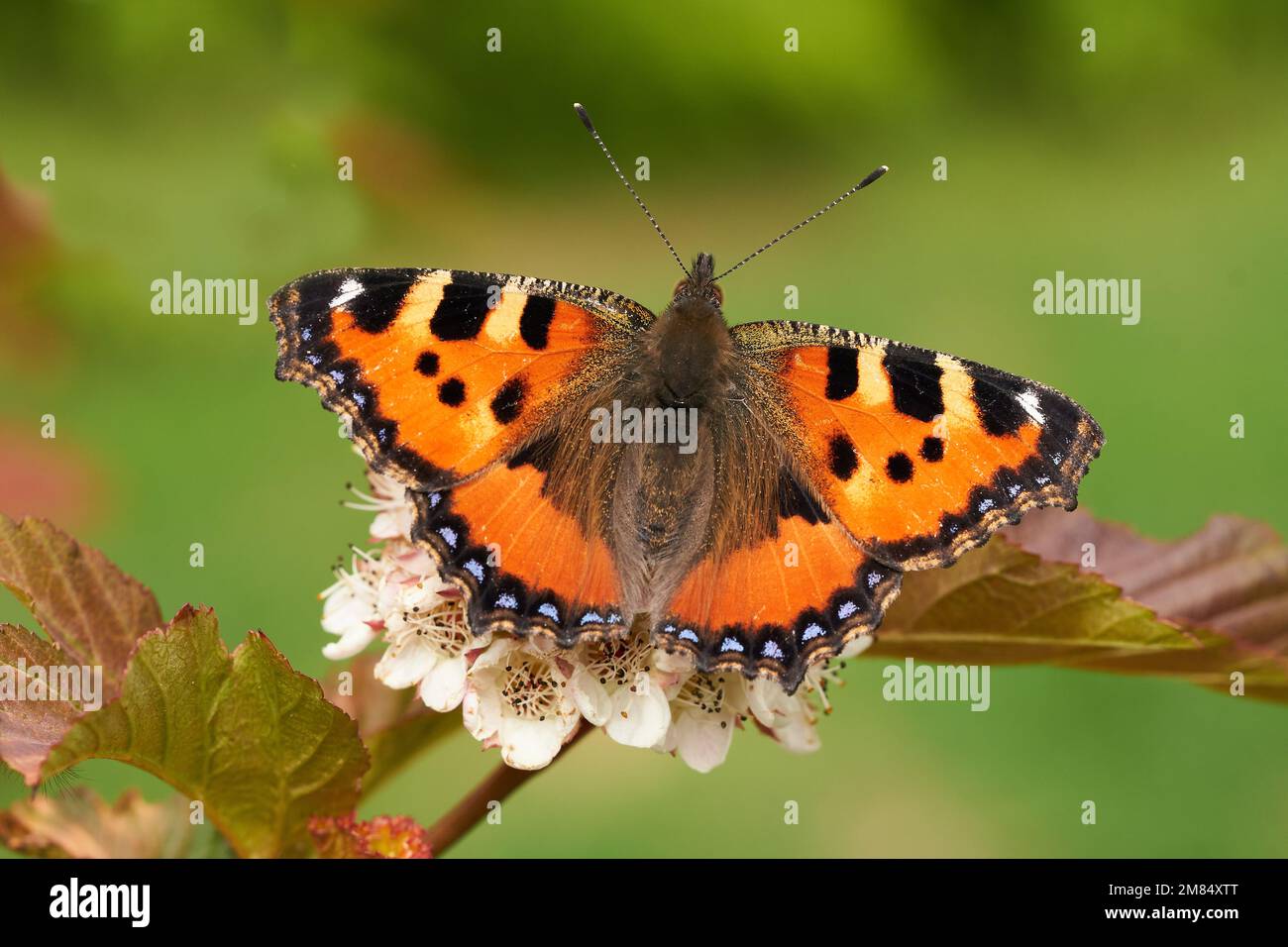 Schmetterling Kleiner Fuchs-Aglais urticae Stock Photo