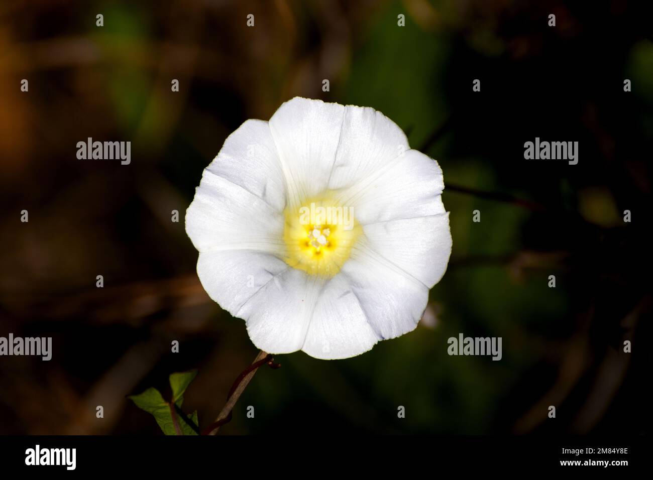 Flower of Calystegia macrostegia (Common Vilucchio) Stock Photo