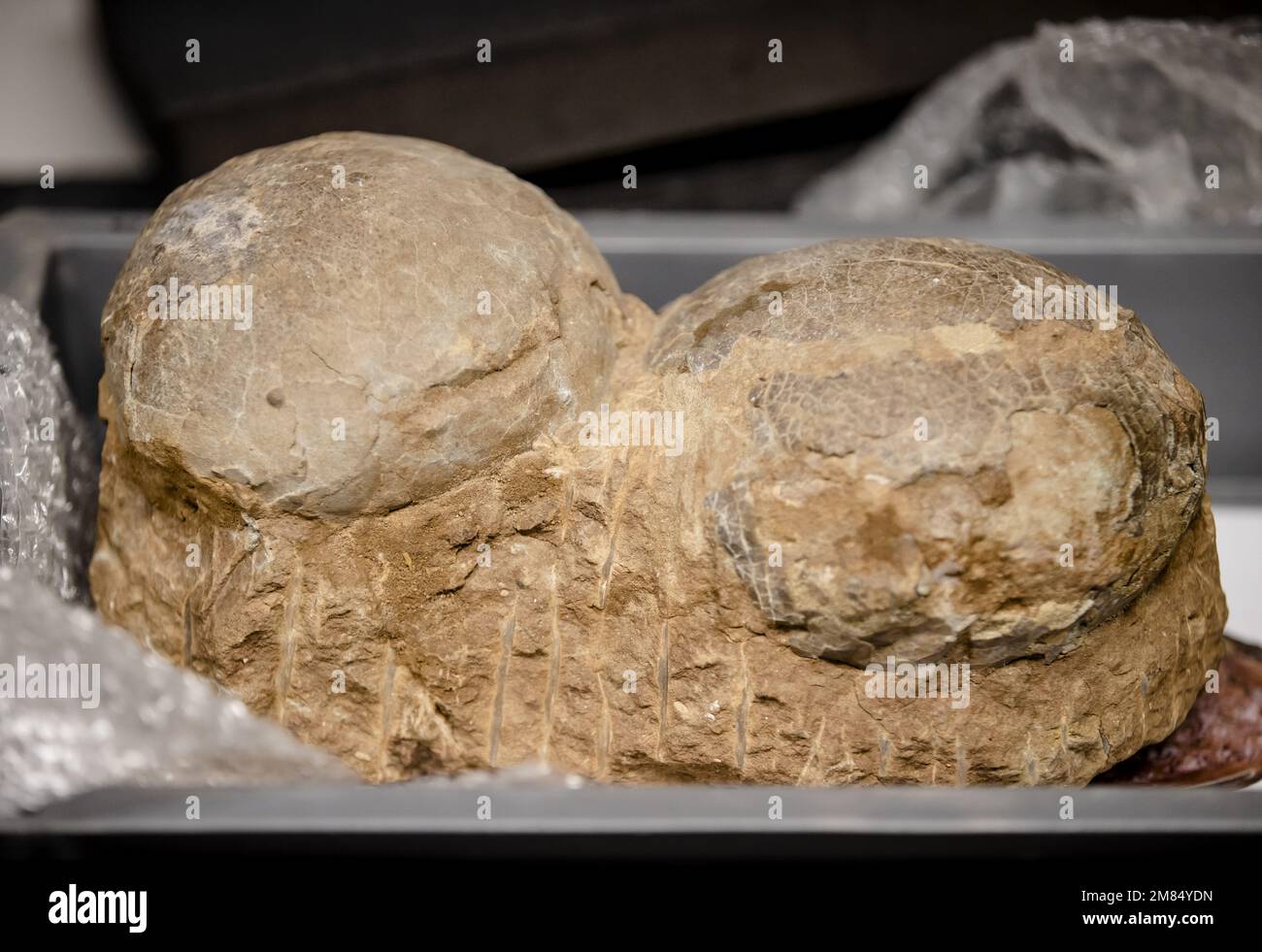 BOXTEL - Two dinosaur eggs in the Oertijdmuseum. The museum had 33 dinosaur eggs scanned at the Jeroen Bosch hospital in Den Bosch. The museum is looking for dinosaur embryos in the eggs. ANP SEM VAN DER WAL netherlands out - belgium out Stock Photo