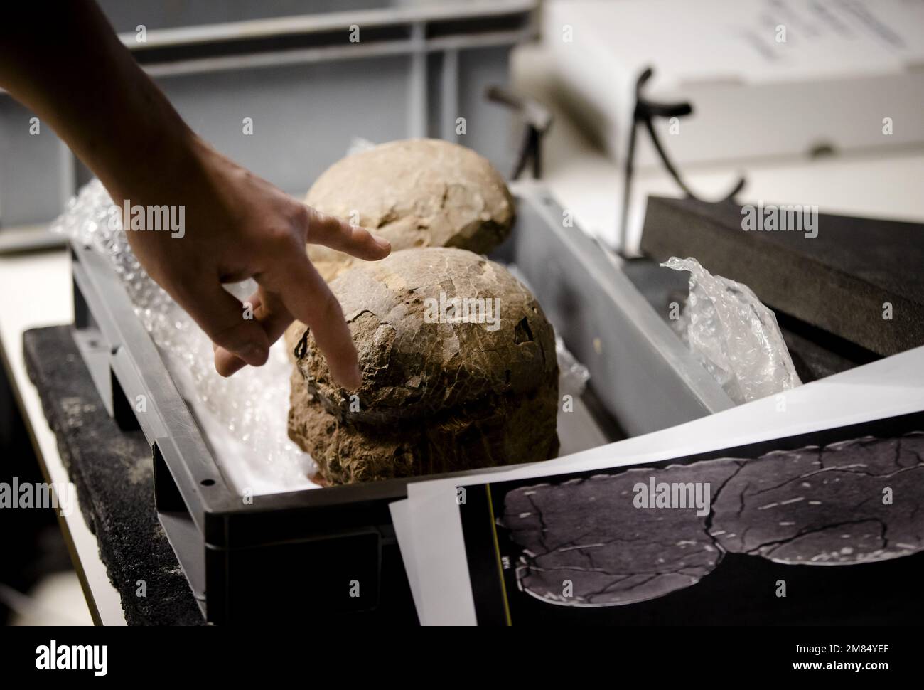 BOXTEL - Two dinosaur eggs in the Oertijdmuseum. The museum had 33 dinosaur eggs scanned at the Jeroen Bosch hospital in Den Bosch. The museum is looking for dinosaur embryos in the eggs. ANP SEM VAN DER WAL netherlands out - belgium out Stock Photo