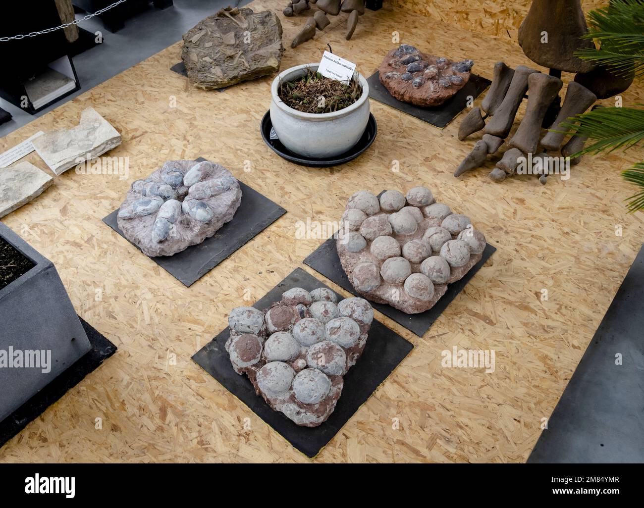 BOXTEL - Dino eggs in the Prehistoric Museum. The museum had 33 dinosaur eggs scanned at the Jeroen Bosch hospital in Den Bosch. The museum is looking for dinosaur embryos in the eggs. ANP SEM VAN DER WAL netherlands out - belgium out Stock Photo
