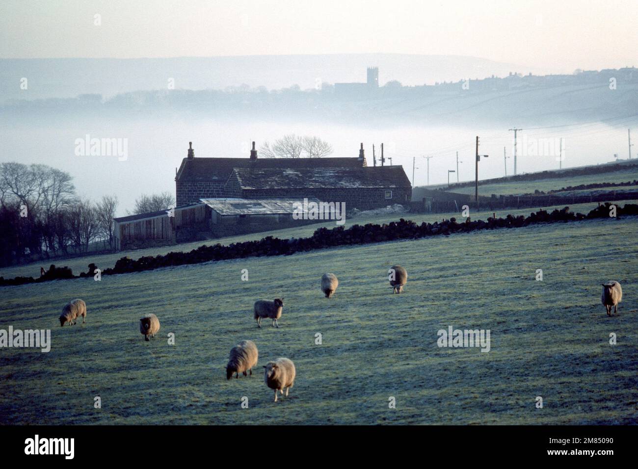 17th century farmhouse and sheep in field on a misty February morning in 1985, Luddenden Foot, West Yorkshire Stock Photo