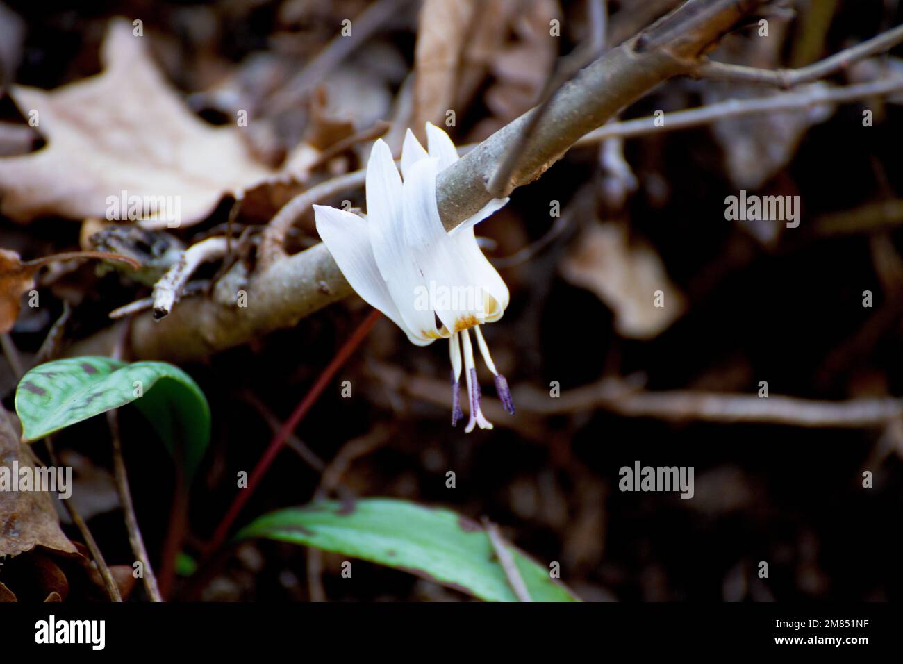 Flowers of the plant Erythronium sibiricum Stock Photo