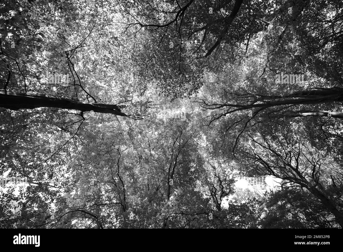 Looking through canopy trees in silhouette Black and White Stock Photos ...