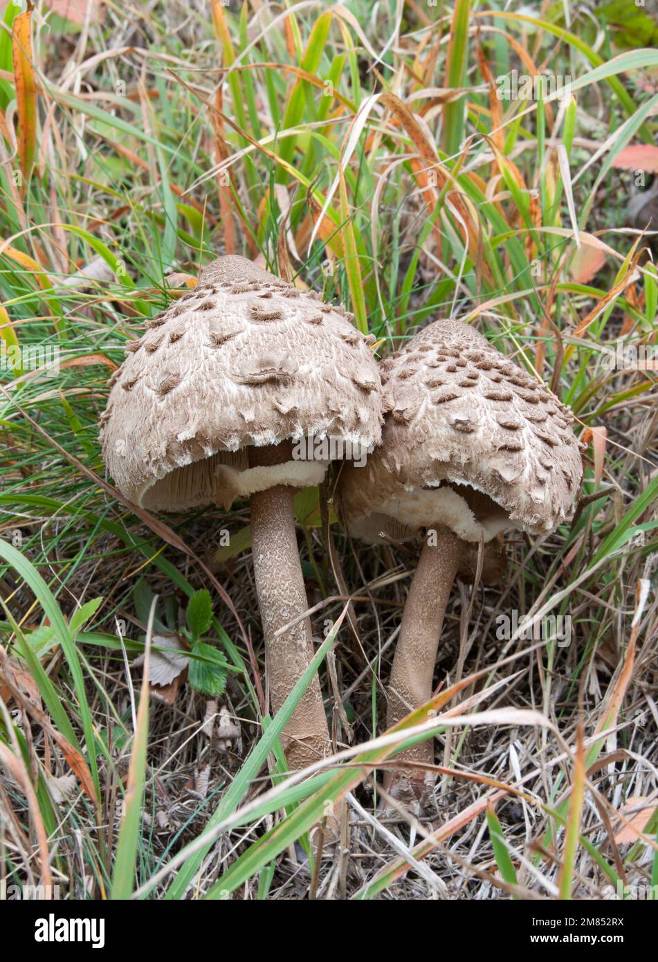 Mushroom - Parasol (Macrolepiota procera) Stock Photo