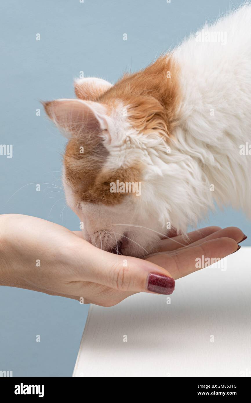 Woman tasting finger hires stock photography and images Alamy