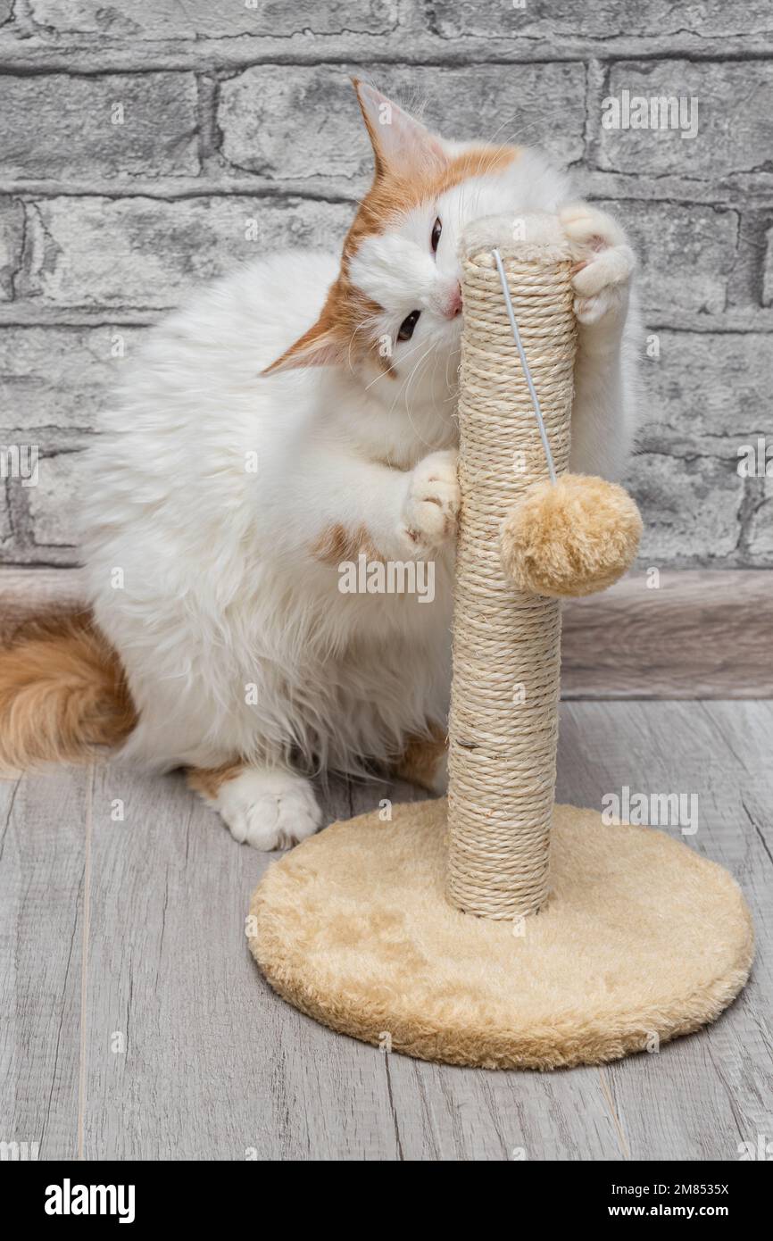 cat sharpens its claws on a scratching post. cat sharpening its claws