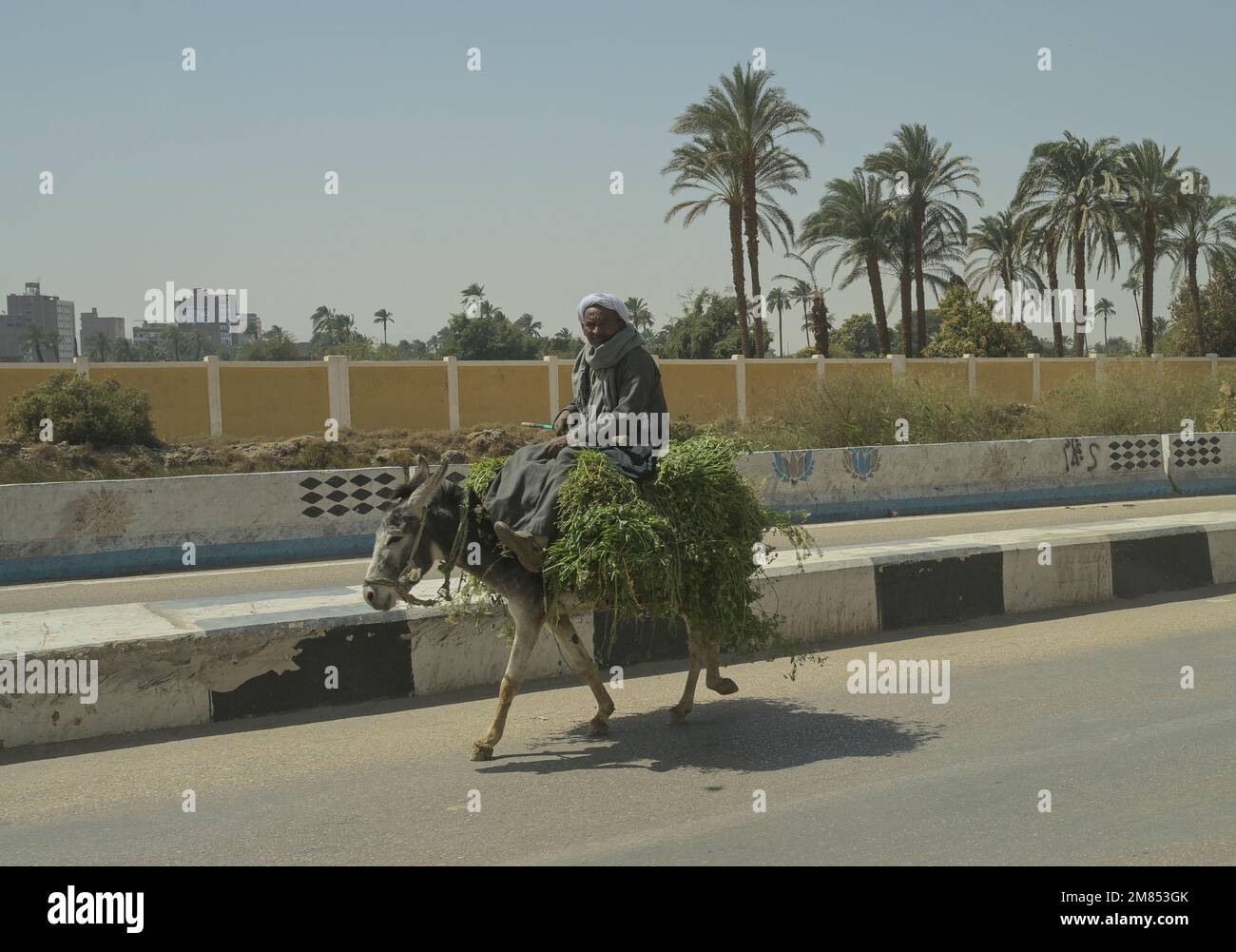 Straßenszene, Esel, Karren, Transport Grünfutter, Strasse 75 zwischen Luxor und Qina, Ägypten Stock Photo