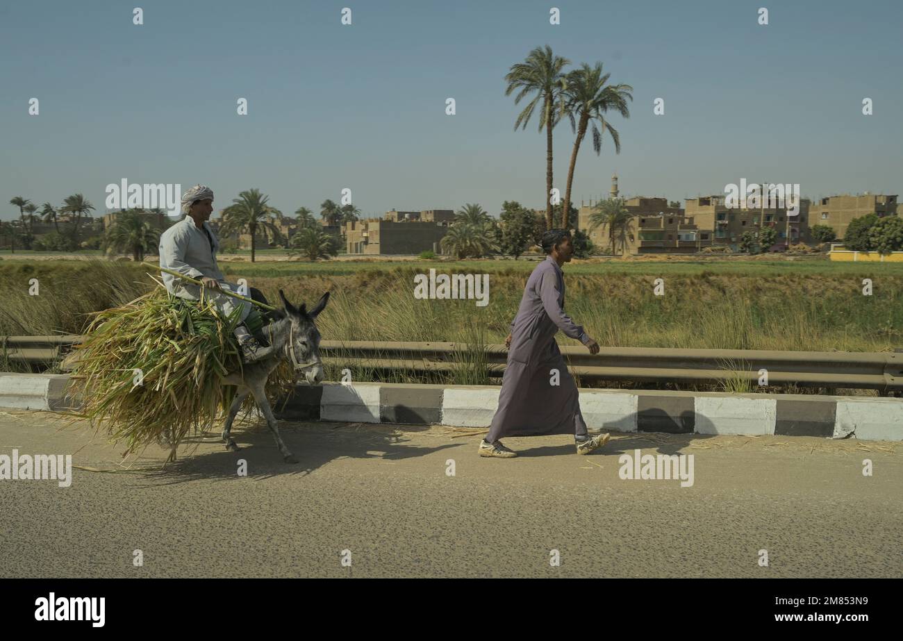 Straßenszene, Esel, Karren, Transport Grünfutter, Strasse 75 zwischen Luxor und Qina, Ägypten Stock Photo