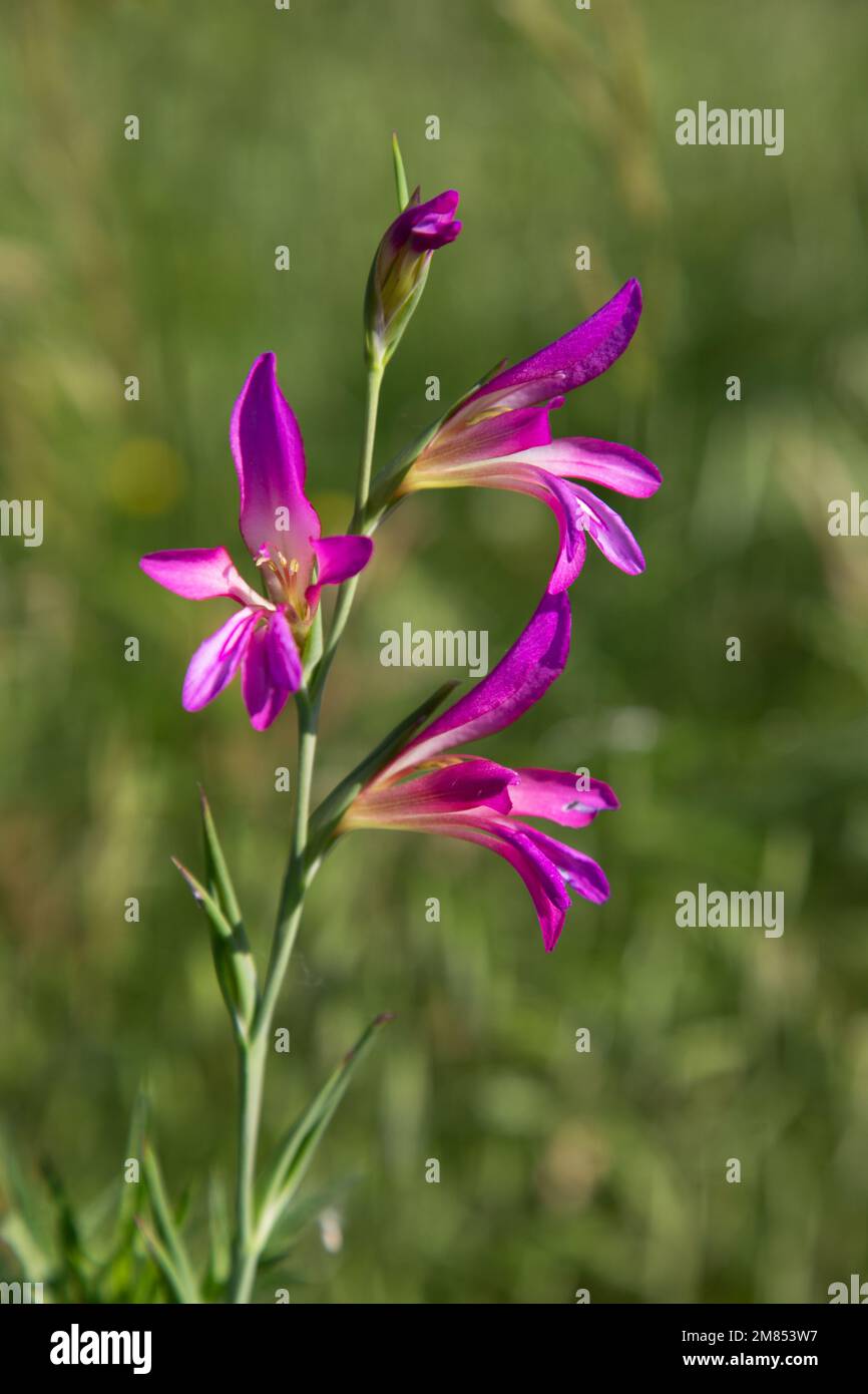 Gladiolus italicus flower Stock Photo