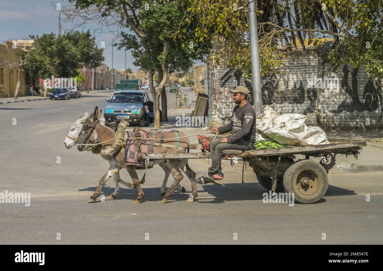 Eselskarren, Transporter, Kairo, Ägypten Stock Photo