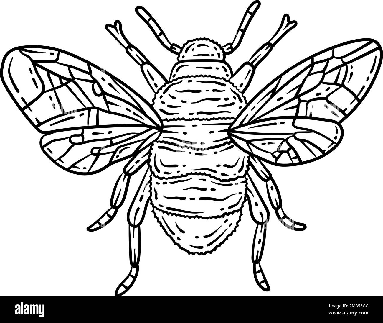 Bee Spring Coloring Page For Adults Stock Vector Image Art Alamy