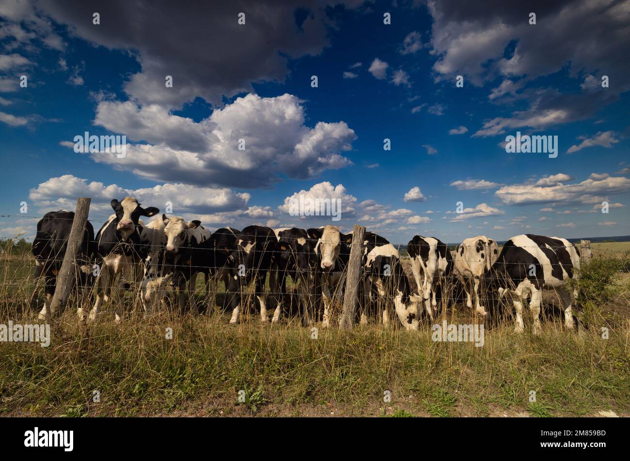 A herd of cows Along Road D90 [Route Departementale 90] from Lorquin to Hattigny Grand Est in north-eastern France. Stock Photo