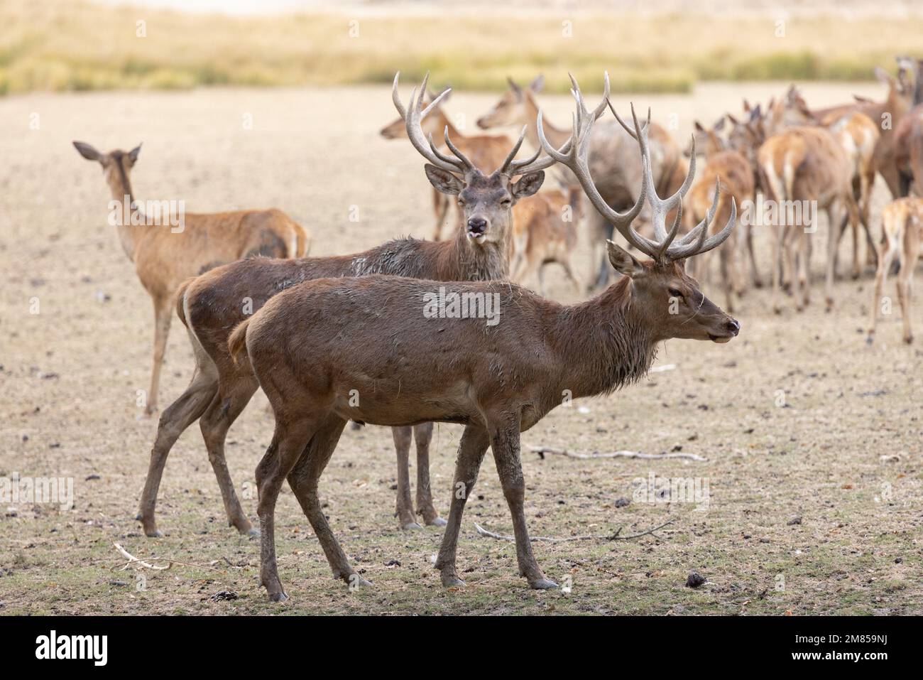 The red deer (Cervus elaphus) is one of the largest deer species. A