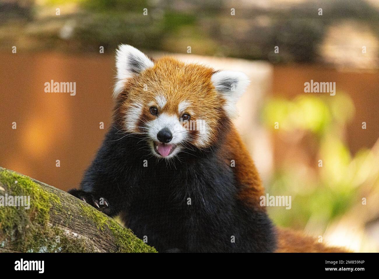 Red panda (Ailurus fulgens). The red panda is found in mountainous forests in China, north- eastern India and Nepal. It reaches a length of around 1 m Stock Photo