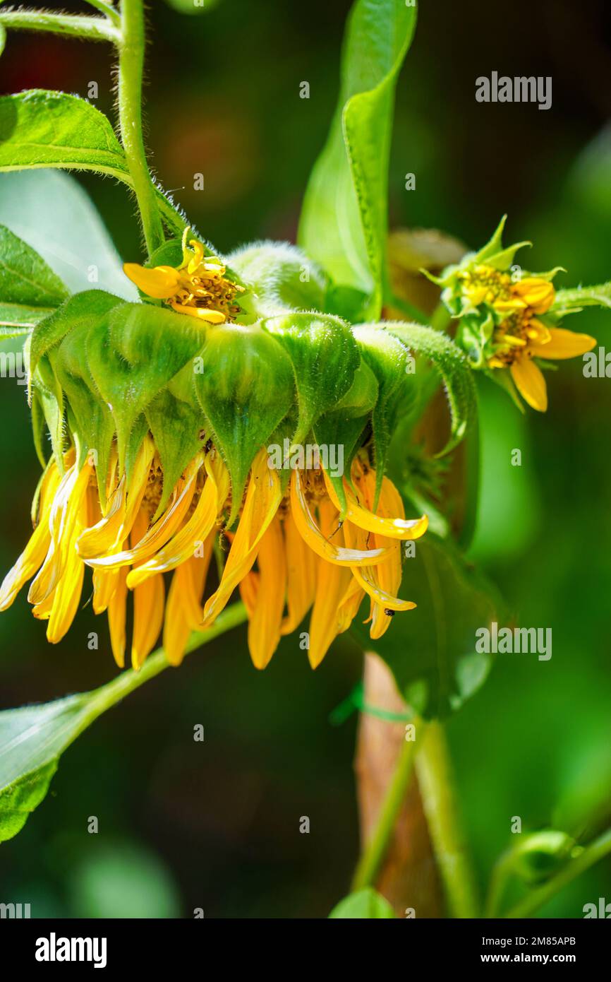 Sunflower close up Stock Photo